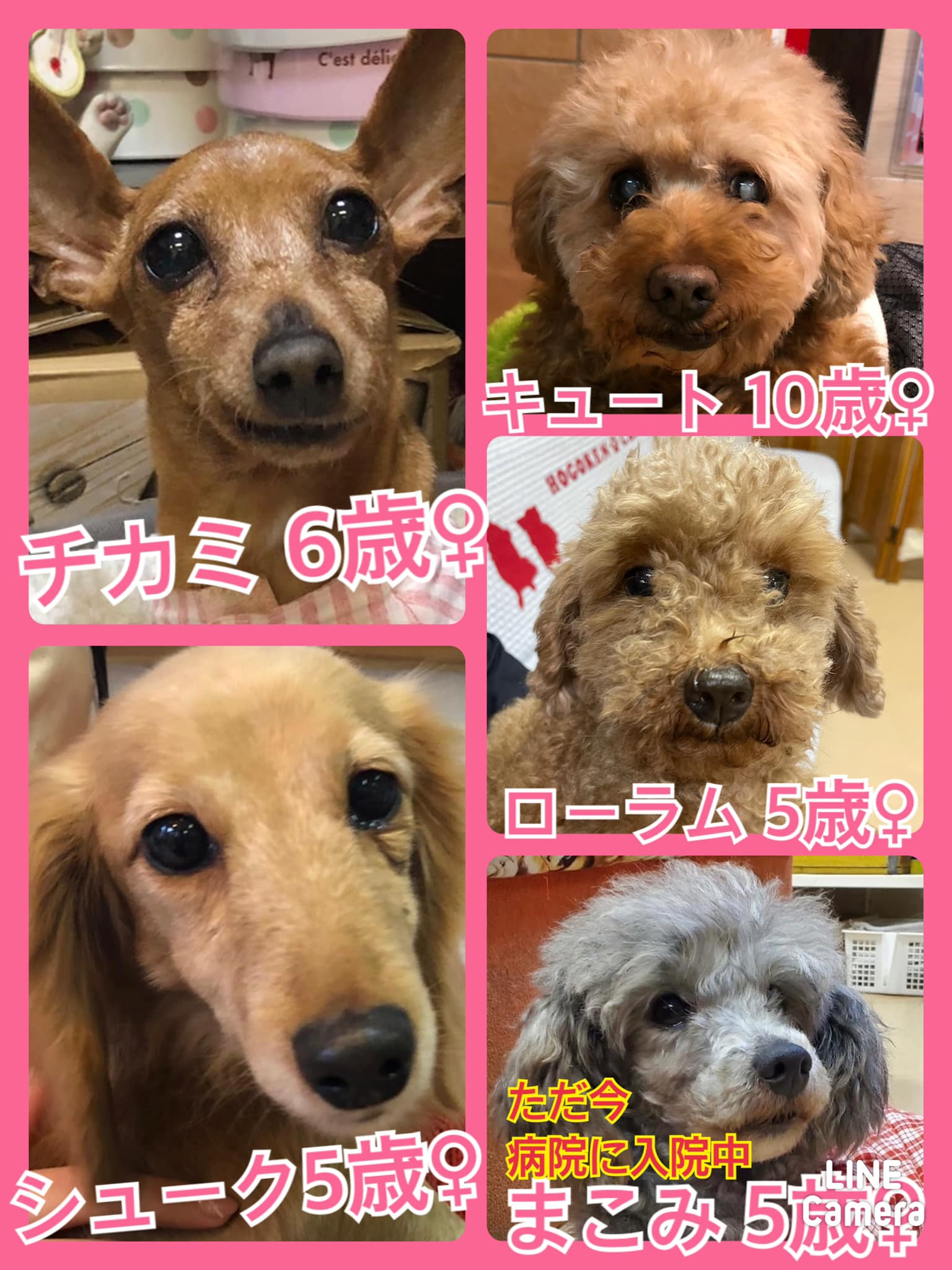 🐾今日の里親様募集中ワンコ🐶メンバーです🐾2022,4,6【保護犬カフェ天神橋店】